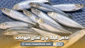 ماهی کیلکا برای غذای حیوانات