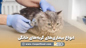 تفاوت غذای خشک و مرطوب