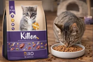 غذای مناسب گربه