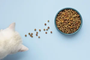 غذای خشک گربه