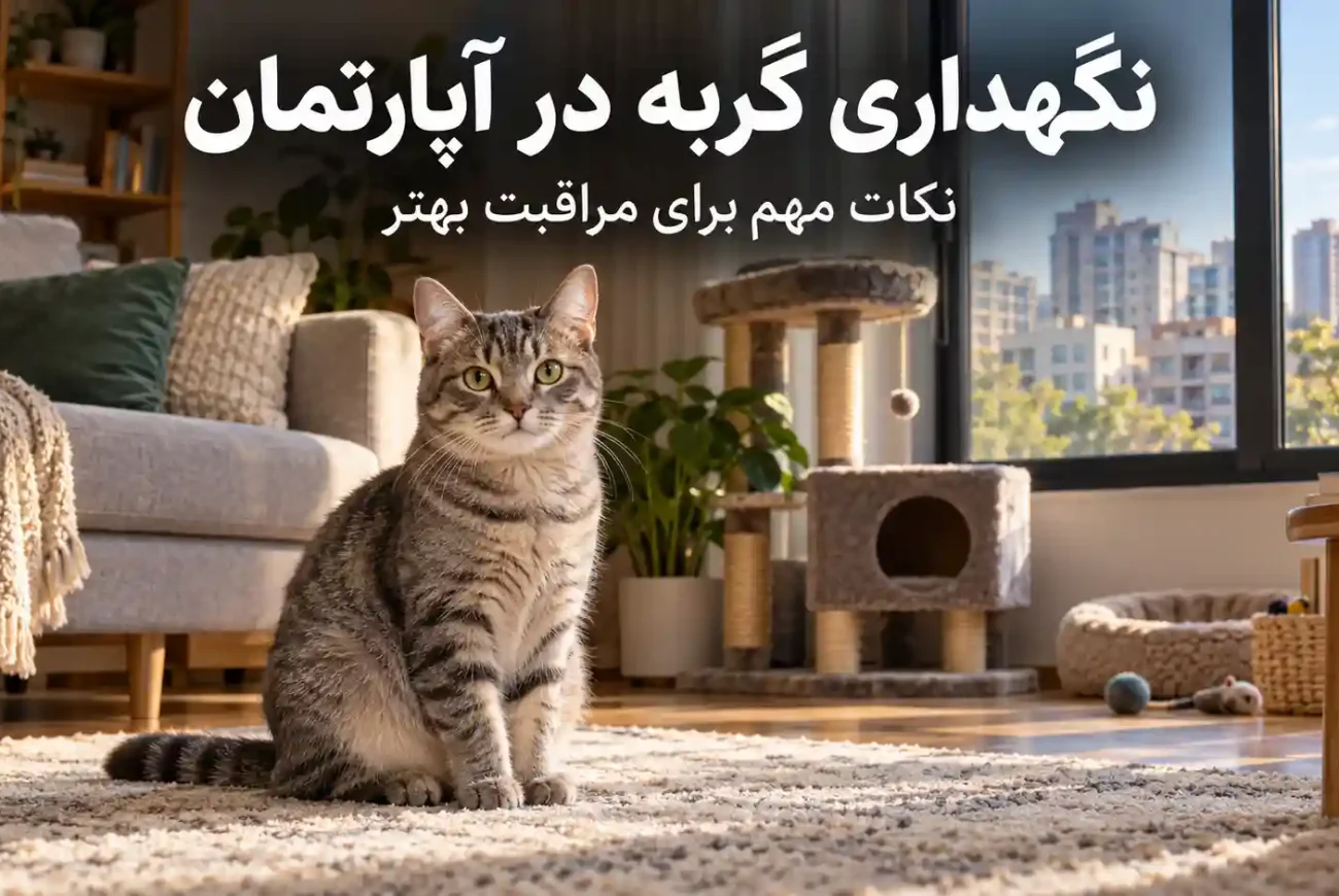 نگهداری گربه در آپارتمان