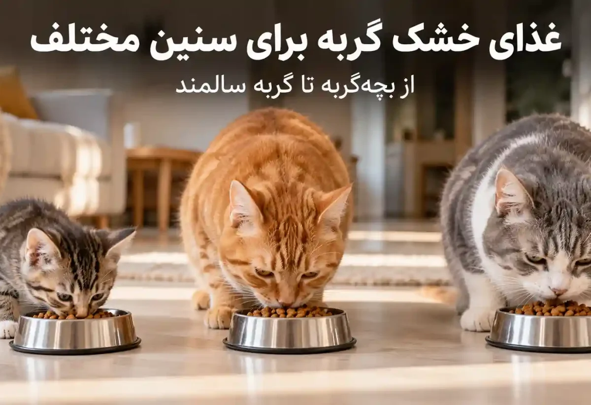 غذای خشک گربه