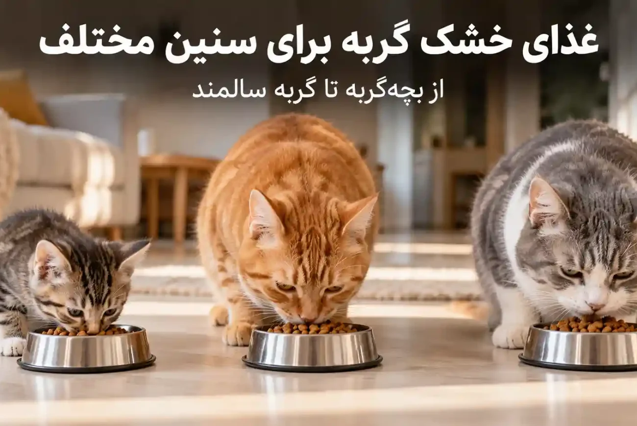 غذای خشک گربه