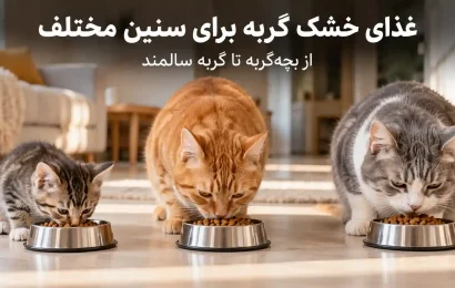 غذای خشک گربه