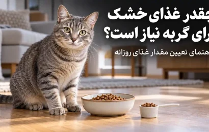How Much Dry Food for Cats_-2